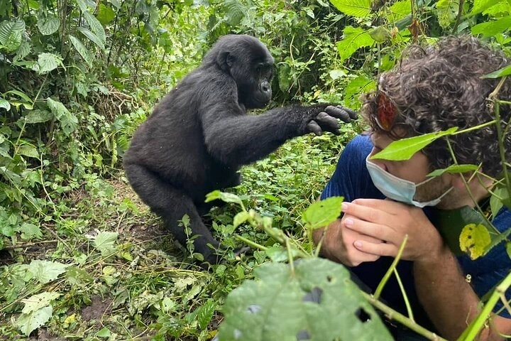 Gorilla Trekking Adventure