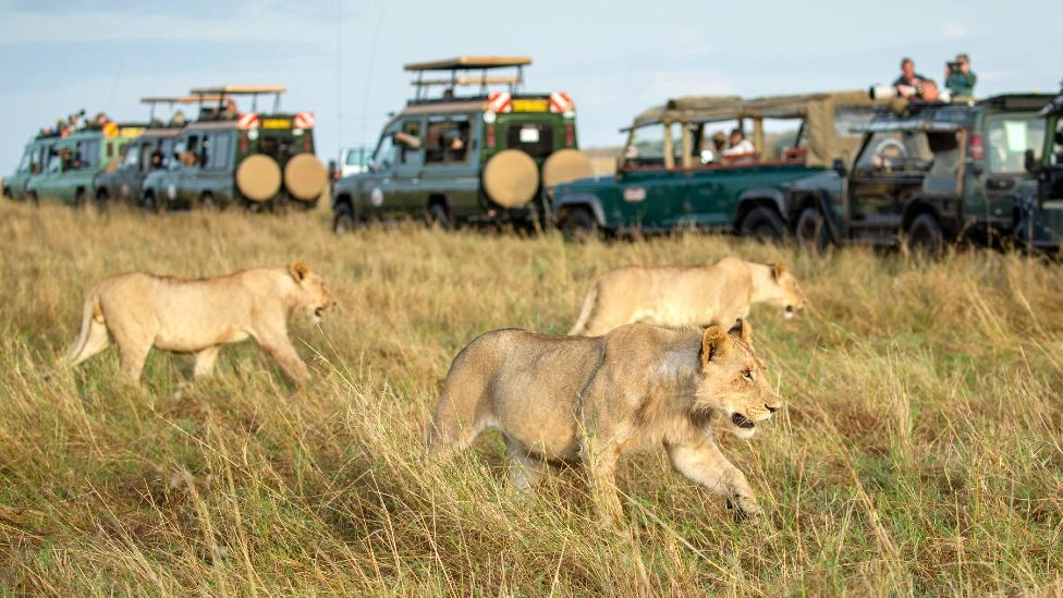 Luxury Safari Retreat