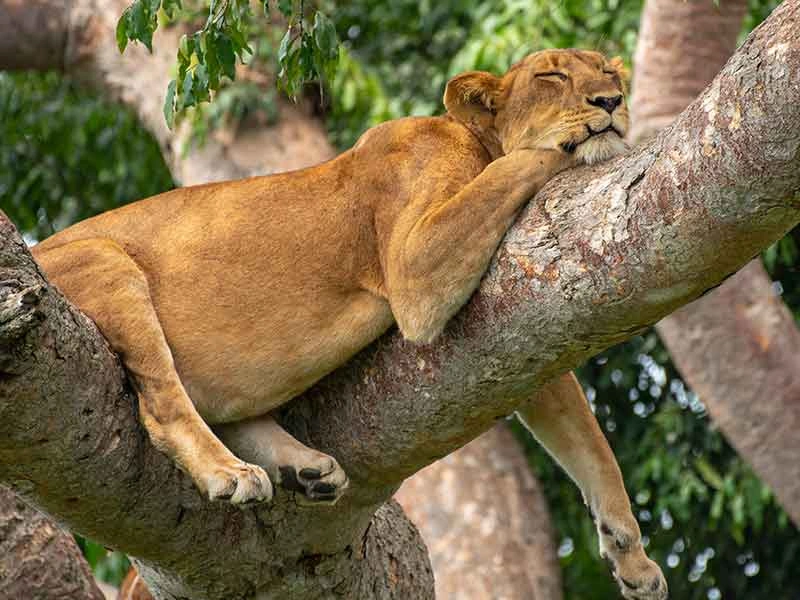 Luxury Safari Retreat