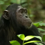 Chimpanzee Tracking Tours in Uganda