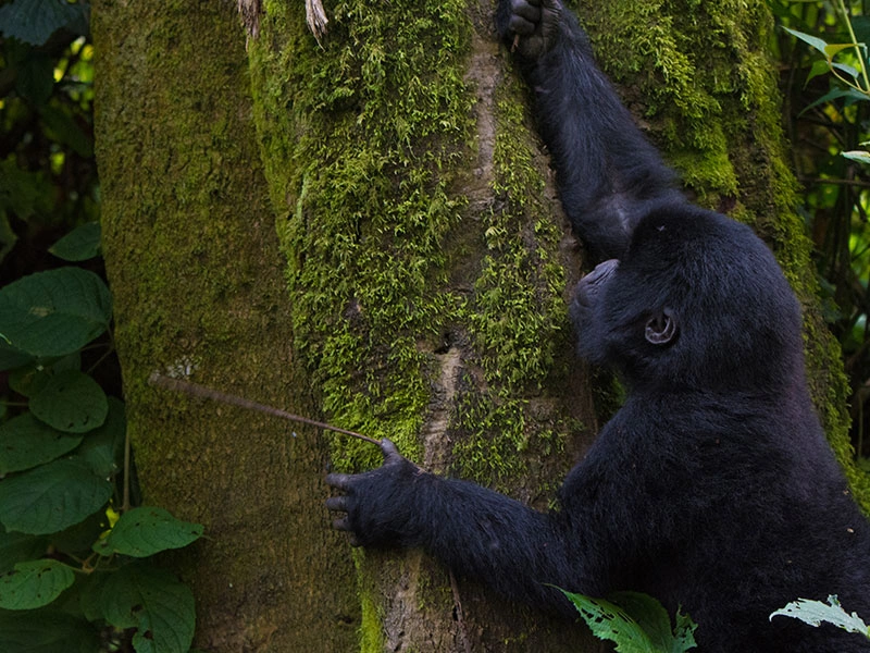 Uganda