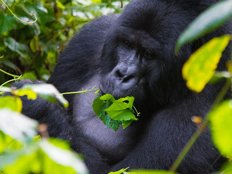Wildlife Safari Experience