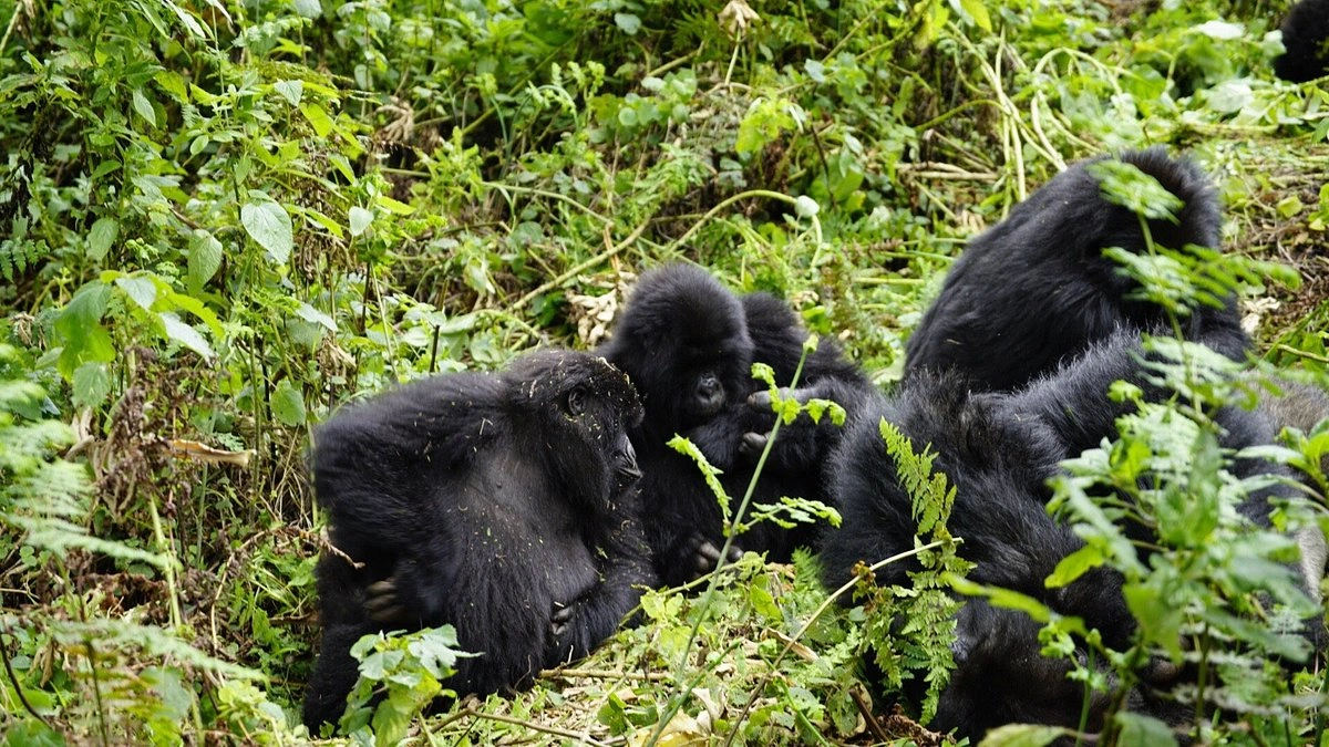 4 Days Gorilla Tour in Uganda from Kigali