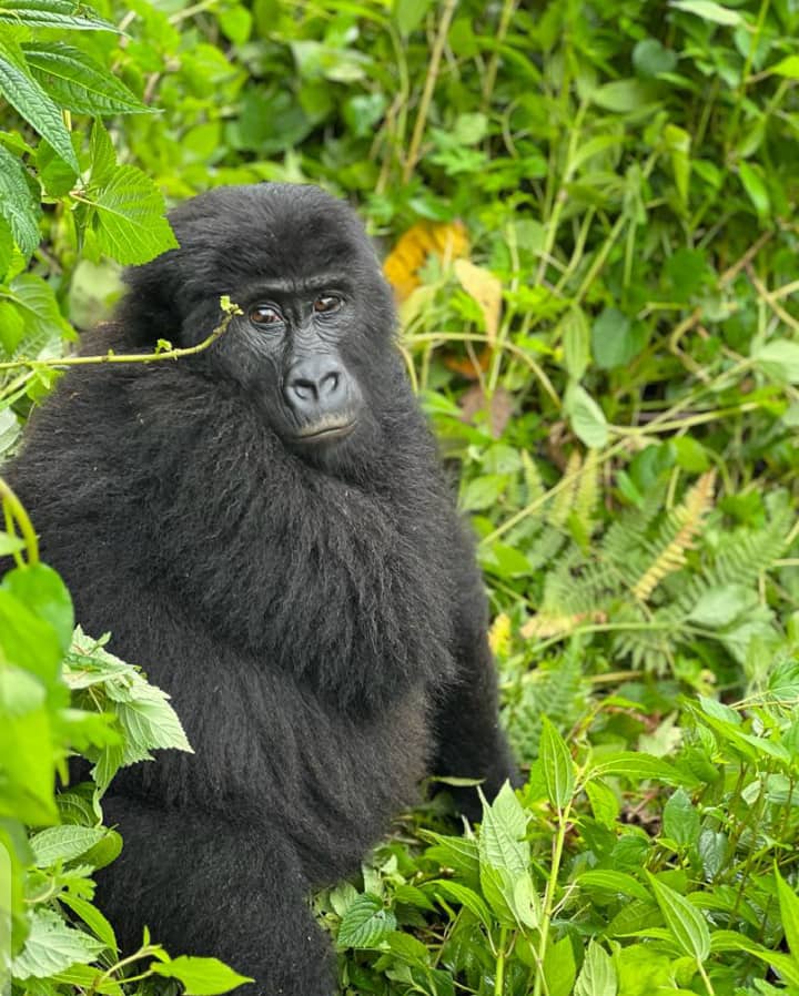 12 Days Best of Uganda and Rwanda