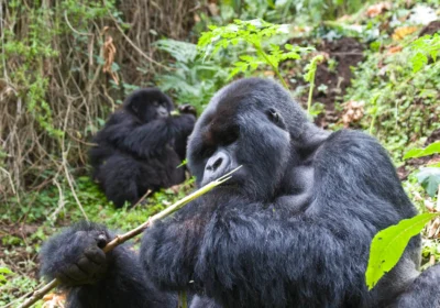 how-to-secure-gorilla-trekking-permits-in-uganda