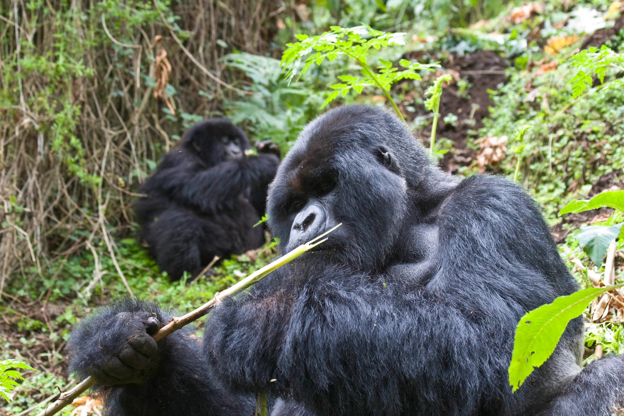 how-to-secure-gorilla-trekking-permits-in-uganda
