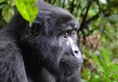 uganda-chimpanzee-and-gorilla-trekking-combination