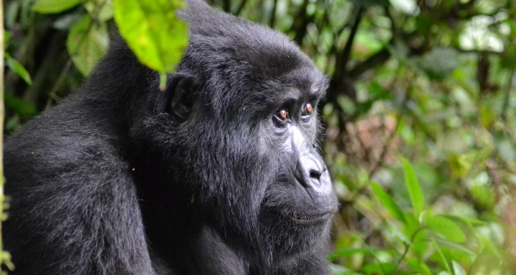 uganda-chimpanzee-and-gorilla-trekking-combination