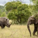 combining-uganda-big-five-and-gorilla-safari