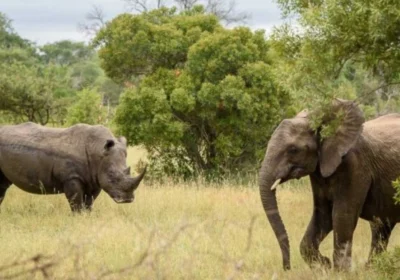 combining-uganda-big-five-and-gorilla-safari