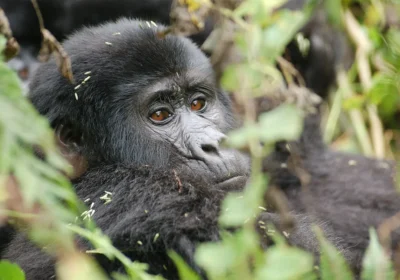 gorilla-safari-with-german-tourist-guide