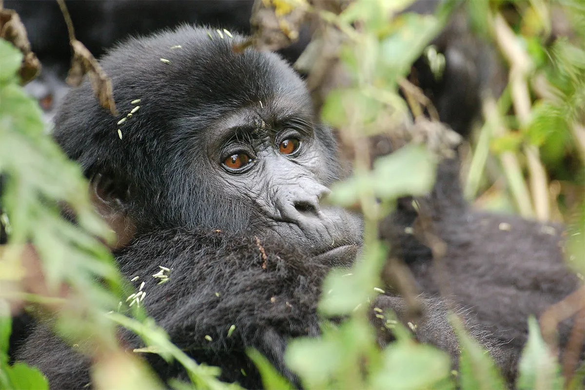 gorilla-safari-with-german-tourist-guide