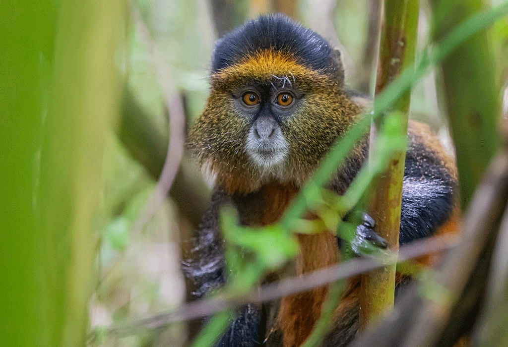 5 Days Uganda Gorilla with Rwanda Culture