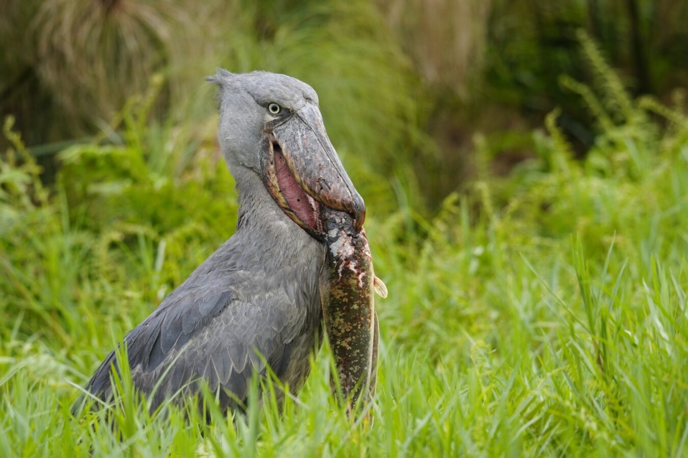 4 Days Gorilla Tour in Uganda from Kigali